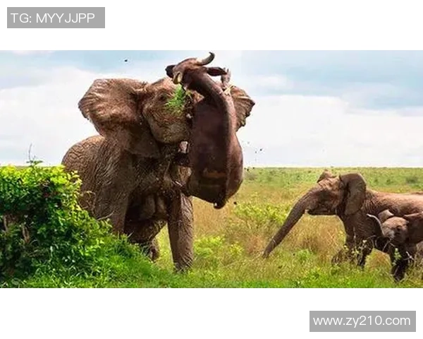 足球明星与他的猴子伙伴共同演绎的奇趣生活与训练故事